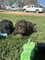 Otis, a male Cockapoo for sale in Canton, SD – 6 of 10