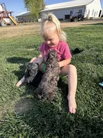 Otis, a male Cockapoo for sale in Canton, SD – 10 of 10