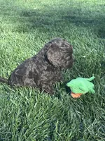 Otis, a male Cockapoo for sale in Canton, SD – 9 of 10