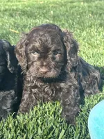 Otis, a male Cockapoo for sale in Canton, SD – 1 of 10