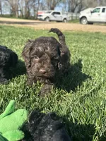Otis, a male Cockapoo for sale in Canton, SD – 4 of 10