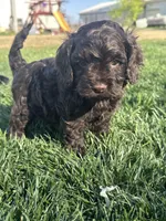 Otis, a male Cockapoo for sale in Canton, SD – 5 of 10