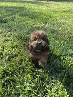 Crew, a male Shihpoo for sale in Canton, SD – 8 of 10