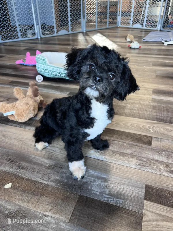 Nic – Shichon puppy for sale in Canton, SD