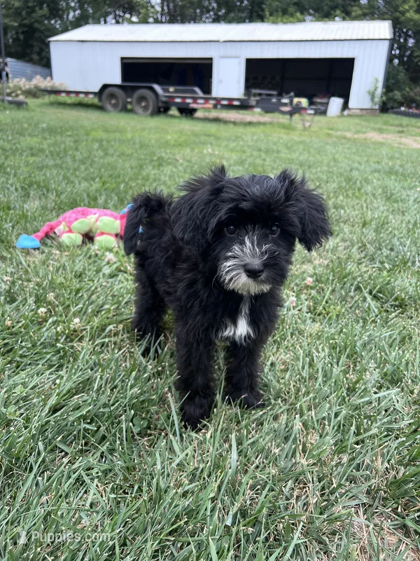 Troy – Yorkipoo puppy for sale in Canton, SD