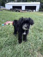 Troy, a male Yorkipoo for sale in Canton, SD – 1 of 8