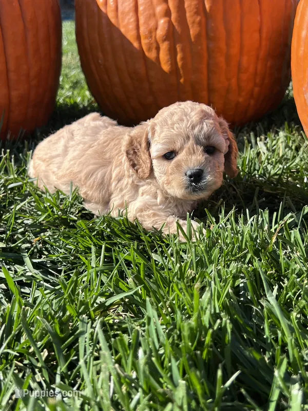Katniss – Cockapoo puppy for sale in Canton, SD