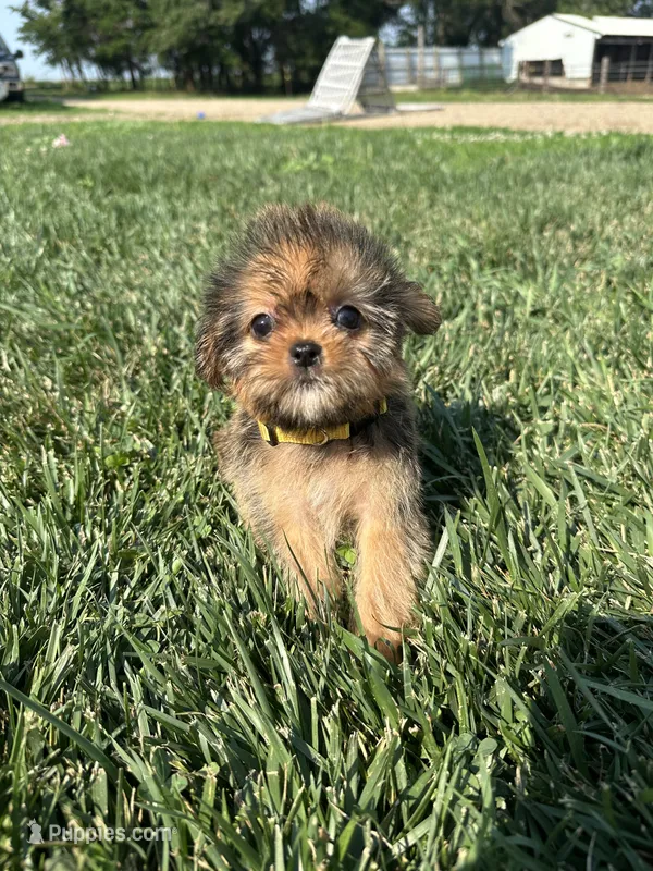 Wrenlee – Shorkie puppy for sale in Canton, SD