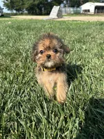 Wrenlee, a female Shorkie for sale in Canton, SD – 1 of 8