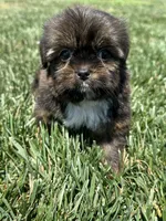 Sven, a male Shorkie for sale in Canton, SD – 4 of 10