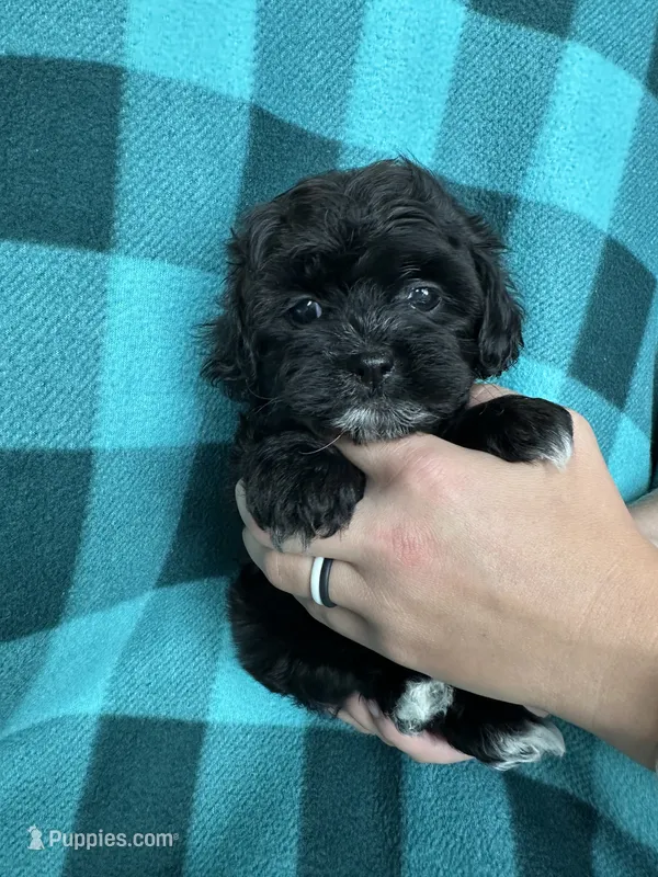 Ulric – Shihpoo puppy for sale in Canton, SD