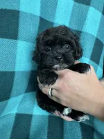 Ulric, a male Shihpoo for sale in Canton, SD – 1 of 4