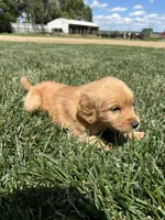 Victor, a male Golden Retriever for sale in Canton, SD – 4 of 10
