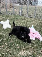 Miles, a male Yorkipoo for sale in Canton, SD – Photo 7 of 8