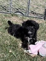 Miles, a male Yorkipoo for sale in Canton, SD – Photo 2 of 8