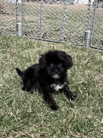 Miles, a male Yorkipoo for sale in Canton, SD – Photo 5 of 8