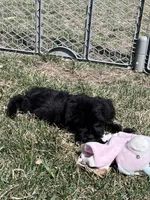 Miles, a male Yorkipoo for sale in Canton, SD – Photo 3 of 8