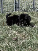 Miles, a male Yorkipoo for sale in Canton, SD – Photo 8 of 8