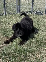 Miles, a male Yorkipoo for sale in Canton, SD – Photo 6 of 8
