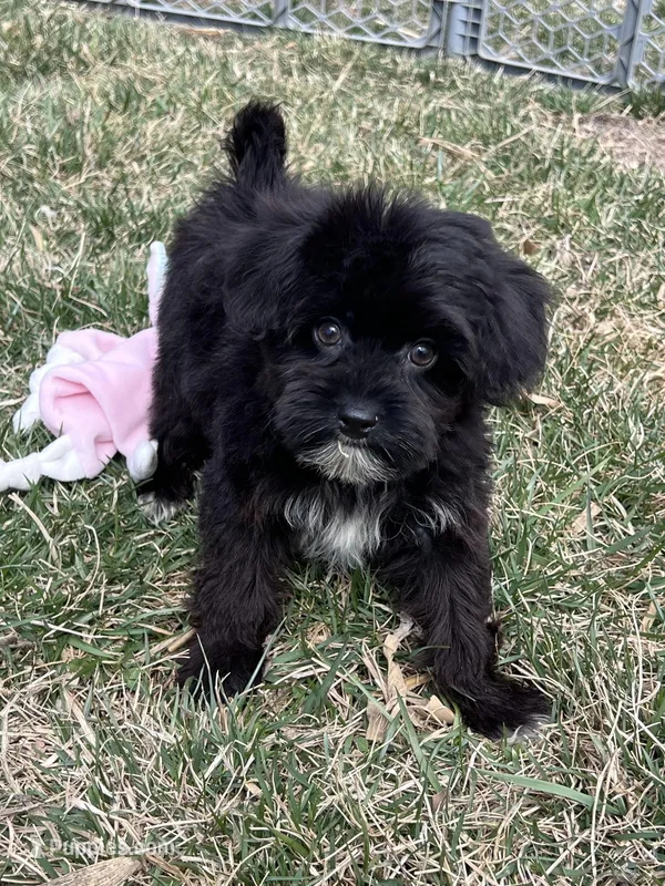 Miles – Yorkipoo puppy for sale in Canton, SD