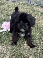 Miles, a male Yorkipoo for sale in Canton, SD – Photo 1 of 8
