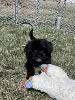 Miles, a male Yorkipoo for sale in Canton, SD – Photo 4 of 8
