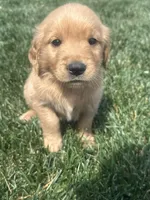 Victor, a male Golden Retriever for sale in Canton, SD – 6 of 10