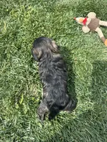 Reese, a female Shihpoo for sale in Canton, SD – 8 of 10