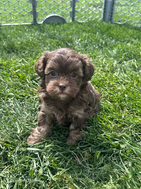 Rain – Shihpoo puppy for sale in Canton, SD