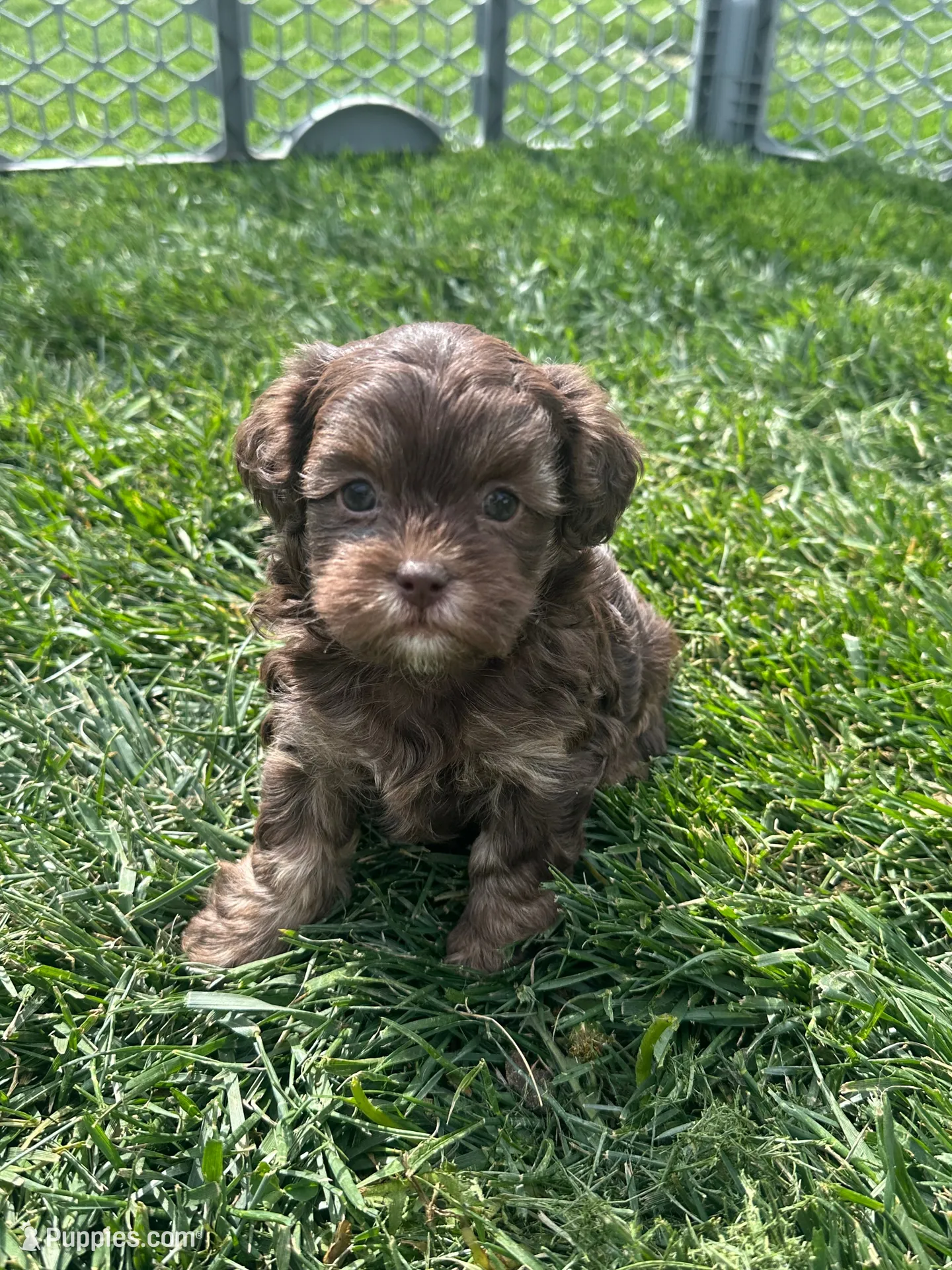 Rain, a female Shihpoo for sale in Canton, SD – 1 of 9