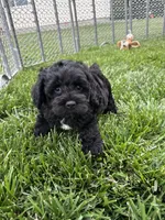 Quick , a male Cockapoo for sale in Canton, SD – 4 of 9