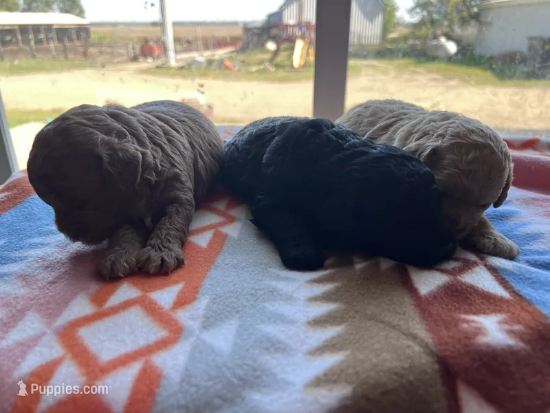 Katie – Cockapoo puppy for sale in Canton, SD