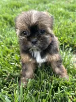 Sadie, a female Shorkie for sale in Canton, SD – 2 of 10