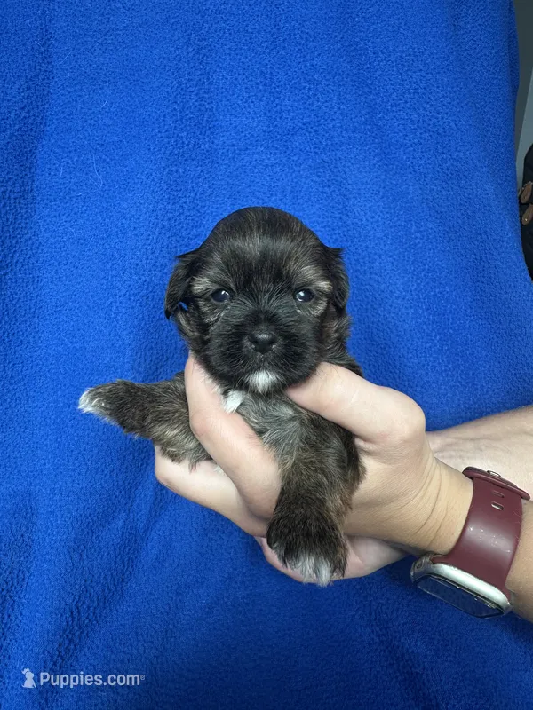 Sasha – Shorkie puppy for sale in Canton, SD