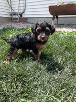 Trixie, a female Yorkipoo for sale in Canton, SD – 4 of 7