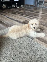 Dani, a female Cockapoo for sale in Canton, SD – 7 of 8
