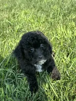 Birdie, a female Bichpoo for sale in Canton, SD – 8 of 9