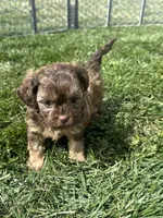 Ruby, a female Shihpoo for sale in Canton, SD – 8 of 9
