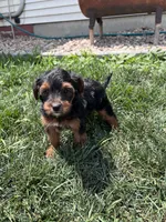 Trixie, a female Yorkipoo for sale in Canton, SD – 6 of 7