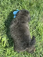 Bamby, a female Bichpoo for sale in Canton, SD – 2 of 8