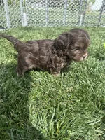 Rain, a female Shihpoo for sale in Canton, SD – 8 of 9