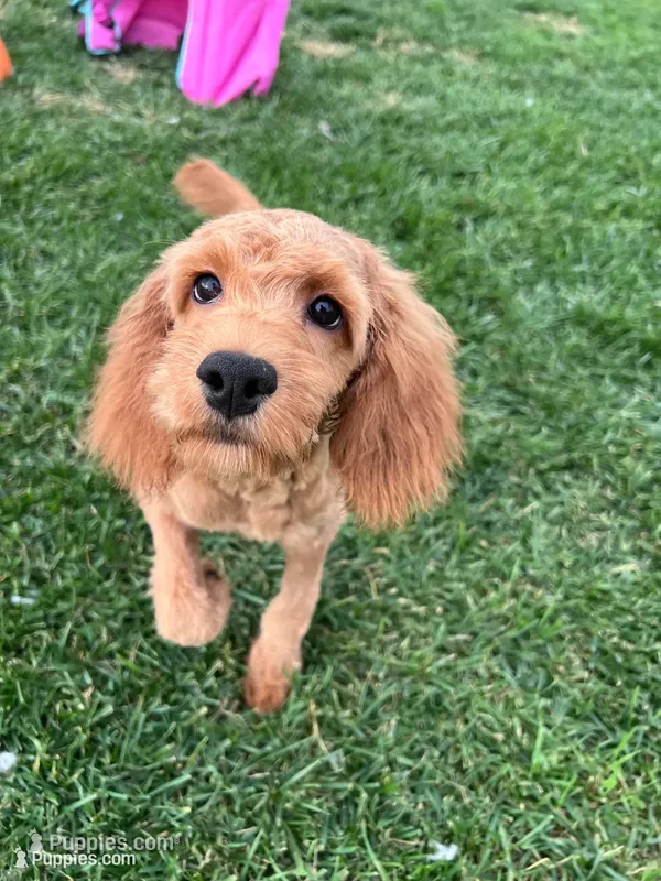 DJ – Cockapoo puppy for sale in Canton, SD