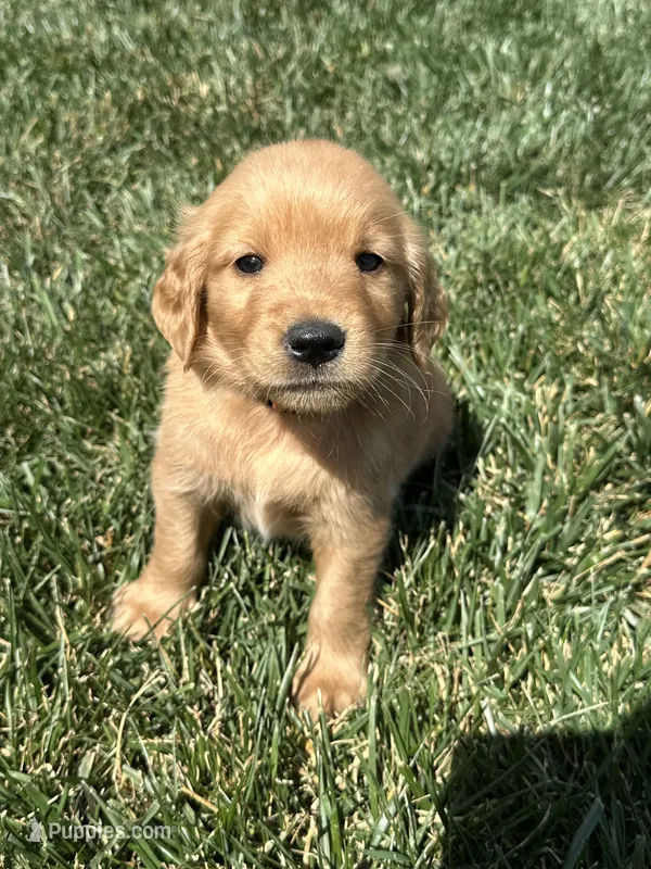 Victor – Golden Retriever puppy for sale in Canton, SD