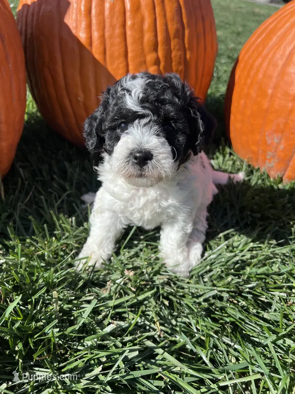 Honey – Bichpoo puppy for sale in Canton, SD