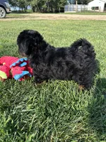 Colt, a male Shihpoo for sale in Canton, SD – 10 of 10