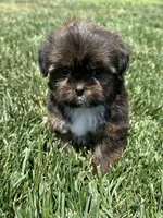 Sven, a male Shorkie for sale in Canton, SD – 9 of 10