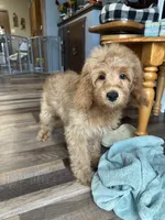 DJ, a male Cockapoo for sale in Canton, SD – 3 of 6