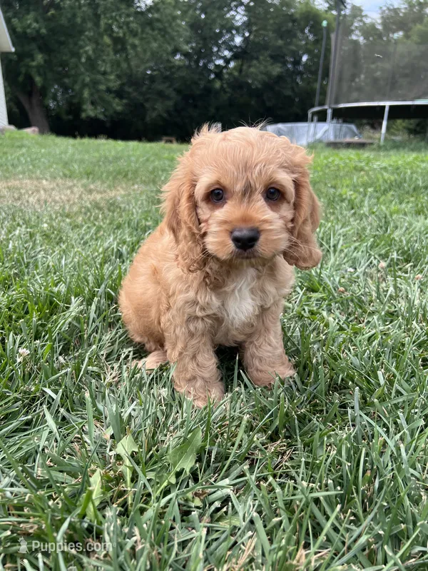 Atlas – Cockapoo puppy for sale in Canton, SD