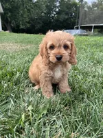 Atlas, a male Cockapoo for sale in Canton, SD – 1 of 7
