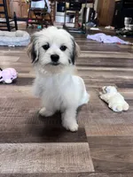 processed/06645dab-a538-484d-b318-f911e92e2a12/listing/af77f3c6-19e3-4fea-9cab-9d8501a5afb9/a63afc66-371a-4db0-9748-0f3d4b899828